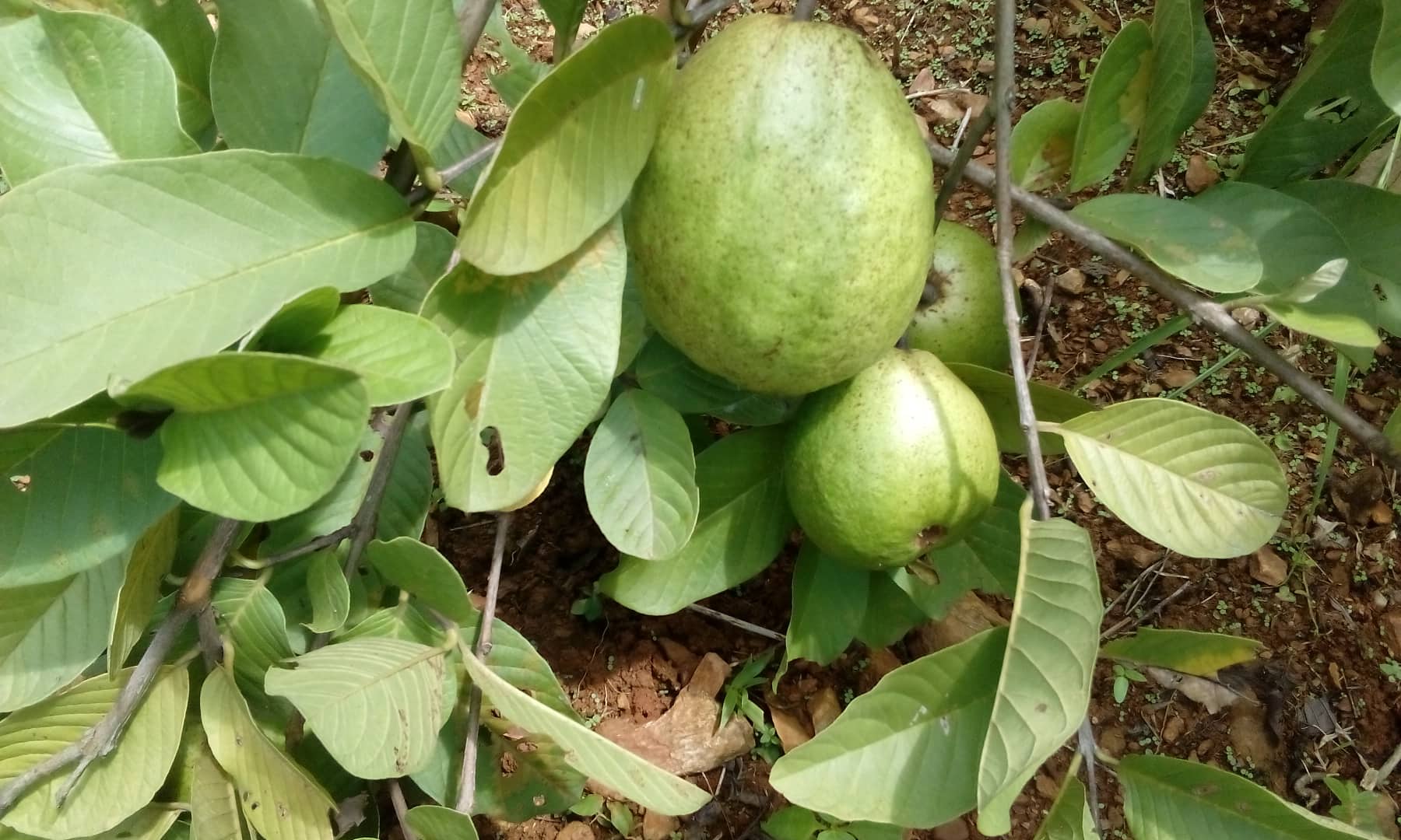 490126826_1233216215479265_3970725527112680166_n